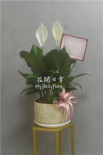 【白鶴芋】室內觀葉植物 淨化空氣植物 升遷賀禮