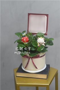 【圓葉椒草】桌上型開幕盆栽 屏東升遷組合盆栽