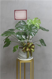 【龜背芋】室內植物 高雄開幕盆栽推薦